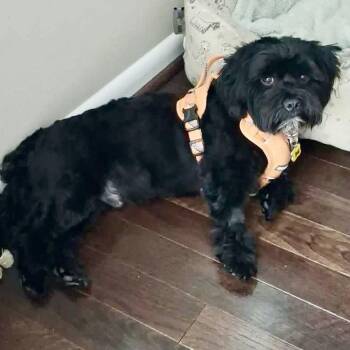 Ashton -  Lhasa Apso and Shih Tzu Dog for Adoption in Hillsborough, North Carolina - Ashton | PetCurious