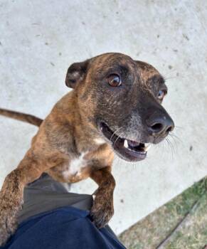 Bugs -  Belgian Shepherd Malinois Dog for Adoption in Little Elm, Texas - Bugs | PetCurious