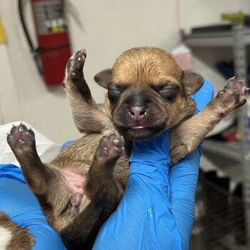 Kona 2 -  Chihuahua Dog Available for Adoption in Edinburg, Texas - Kona 2 | PetCurious