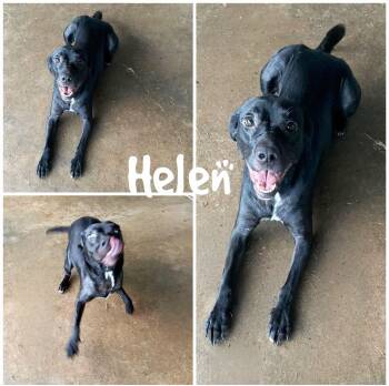 Helen -  Black Labrador Retriever Dog for Adoption in Saint James, Missouri - Helen | PetCurious