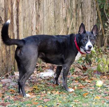 Rescue Black Labrador Retriever and Border Collie Dogs for Adoption in Chicago, Illinois - Gigi Granita | PetCurious