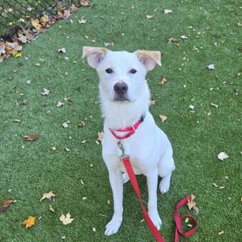 Eazy E -  Hound Dog for Adoption in Briarcliff Manor, New York - Eazy E | PetCurious