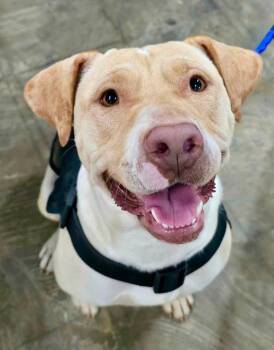 Kimmie -  Mixed Breed Dog for Adoption in Chesterfield, South Carolina - Kimmie | PetCurious
