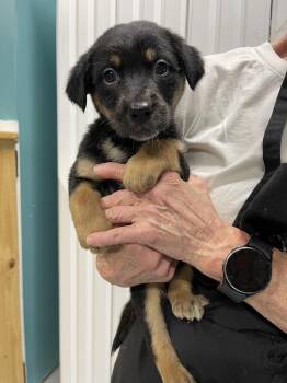 Mixed Breed Dogs Available for Adoption in Chattanooga, Tennessee - Chubbs | PetCurious