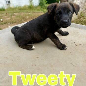 Tweety -  German Shepherd Dog and Boxer Dog for Adoption in Christiansburg, Virginia - Tweety | PetCurious