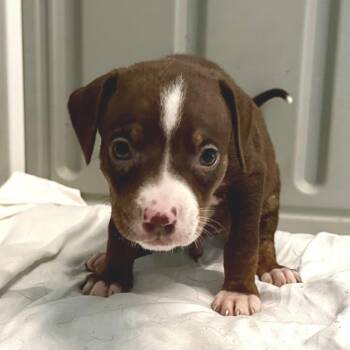 Chip 0392 -  Australian Cattle Dog Blue Heeler and Mixed Breed Dog for Adoption in Loxahatchee Groves, Florida - Chip 0392 | PetCurious