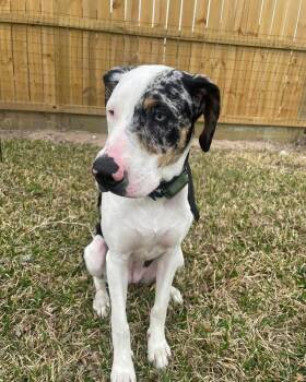 Catahoula Leopard Dog Dogs Available for Adoption - Maya | PetCurious