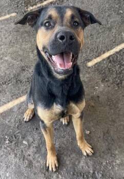 BOO BOO -  German Shepherd Dog Dog for Adoption in Riverside, California - BOO BOO | PetCurious