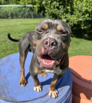 Drax -  American Bulldog Dog for Adoption in Sioux City, Iowa - Drax | PetCurious