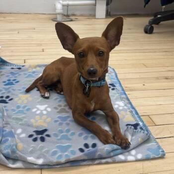 Leo -  Dachshund and Chihuahua Dog for Adoption in New York, New York - Leo | PetCurious