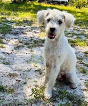 Chloe -  Miniature Poodle Dog for Adoption in Vaudreuil-dorion, Quebec - Chloe | PetCurious