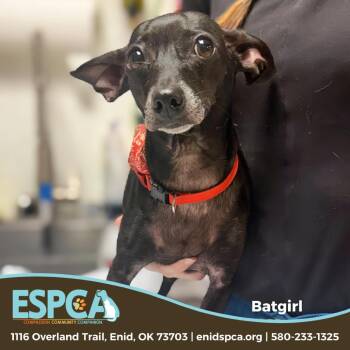 Chihuahua Dogs Available for Adoption - Batgirl | PetCurious