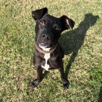 Diamond P45823 -  Pit Bull Terrier and Mixed Breed Dog for Adoption in Corsicana, Texas - Diamond P45823 | PetCurious