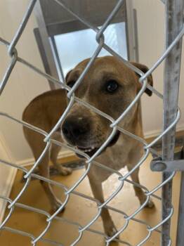 CHUBS -  Pit Bull Terrier and Siberian Husky Dog for Adoption in Casper, Wyoming - CHUBS | PetCurious