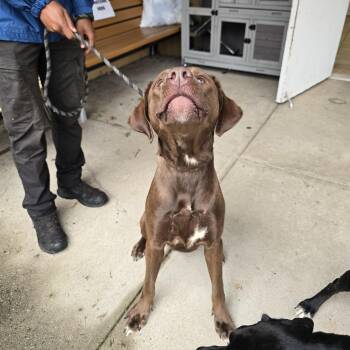 Brady -  Chocolate Labrador Retriever Dog for Adoption in Edison, New Jersey - Brady | PetCurious