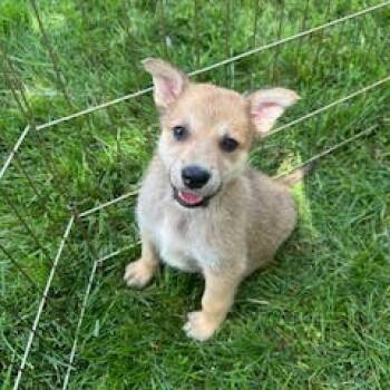 Rescue Mixed Breed Dogs for Adoption in Buffalo, Minnesota - Bumfuzzle | PetCurious