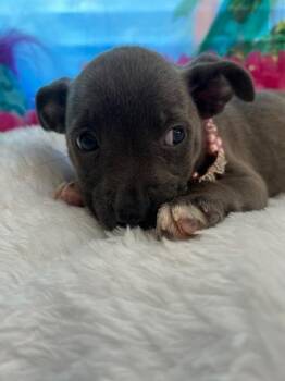 Kai -  Schnauzer and Terrier Dog for Adoption in Milton, Georgia - Kai | PetCurious