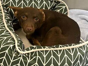 Chihuahua Dogs Available for Adoption - SPICE | PetCurious