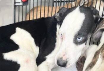 A658206 -  Catahoula Leopard Dog and Pit Bull Terrier Dog for Adoption in Houston, Texas - A658206 | PetCurious
