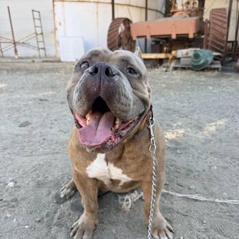 Bubz -  American Bully and English Bulldog Dog for Adoption in Whittier, California - Bubz | PetCurious