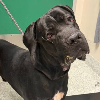 Loki -  Cane Corso Dog for Adoption in Reno, Nevada - Loki | PetCurious
