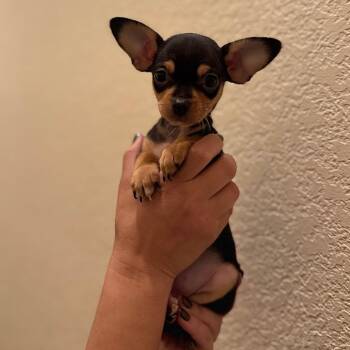 Chihuahua Dogs Available for Adoption in San Diego, California - Ellie | PetCurious