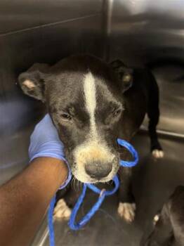 Rescue Labrador Retriever and Mixed Breed Dogs for Adoption in Houston, Texas - A643862 | PetCurious