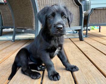 Mixed Breed and Golden Retriever Dogs Available for Adoption in Bellingham, Washington - Starburst | PetCurious