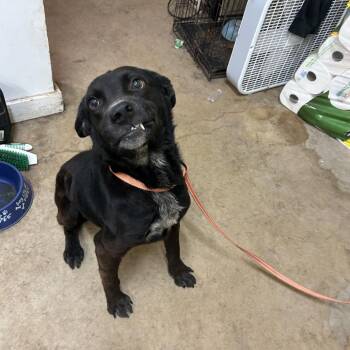 Labrador Retriever Dogs Available for Adoption in Austin, Texas - Blackjack | PetCurious