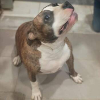 Rescue American Bulldog and Boxer Dogs for Adoption in Lancaster, Ohio - Roxy | PetCurious