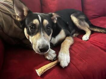 Rescue Australian Shepherd and Cattle Dog Dogs for Adoption in Chapel Hill, North Carolina - Z_Kip | PetCurious