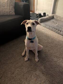 Elio (Ellie) -  Labrador Retriever and Mixed Breed Dog for Adoption in Cedar Rapids, Iowa - Elio (Ellie) | PetCurious