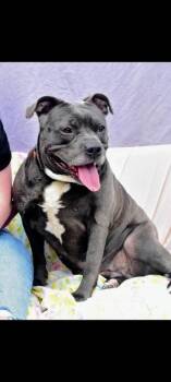 Rescue Pit Bull Terrier Dogs for Adoption in Richmond, Indiana - Nala-Sponsored | PetCurious