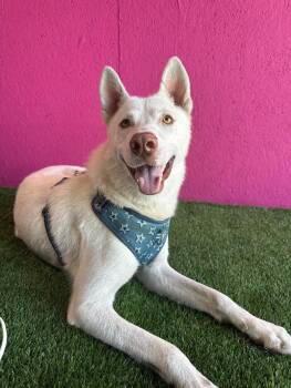 Rescue Husky and Labrador Retriever Dogs for Adoption in Carlsbad, California - Donald White | PetCurious