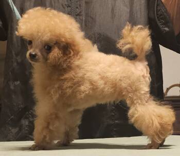 Tiny -  Poodle Dog for Sale in Willis, Texas - Tiny | PetCurious
