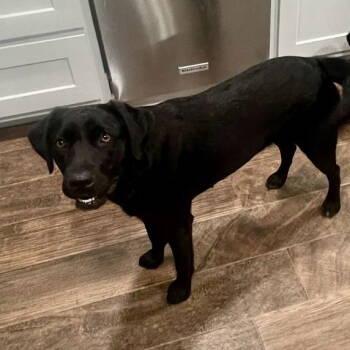 Rescue Labrador Retriever Dogs for Adoption in Denton, Texas - Lilly | PetCurious