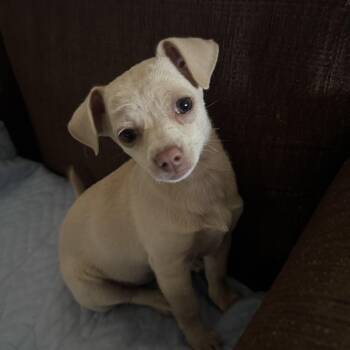 Margaritas (Rita) -  Chihuahua Dog for Adoption in Ephrata, Washington - Margaritas (Rita) | PetCurious