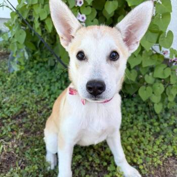 Sable -  Husky and Labrador Retriever Dog for Adoption in Harlingen, Texas - Sable | PetCurious