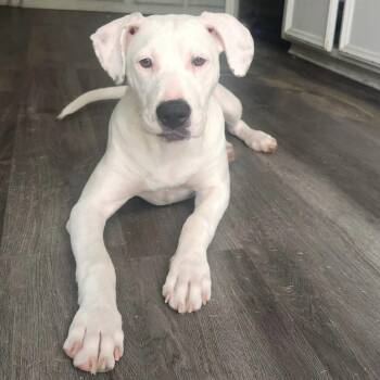 Rescue Dalmatian Dogs for Adoption in Houston, Texas - Madrid | PetCurious
