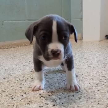 Rescue Mixed Breed Dogs for Adoption in Loxahatchee Groves, Florida - Peter Pan 5465 | PetCurious