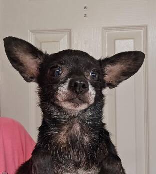 Lexapro (Lex) -  Chihuahua Dog for Adoption in College Station, Texas - Lexapro (Lex) | PetCurious