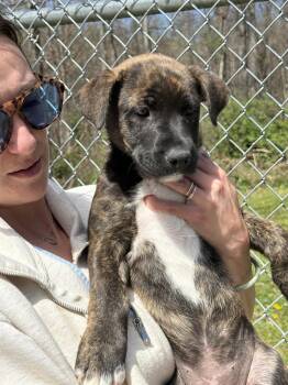 Black Labrador Retriever Dogs Available for Adoption - Hope | PetCurious