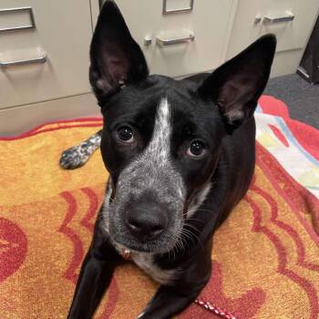 Mixed Breed and Australian Cattle Dog Blue Heeler Dogs Available for Adoption - Rosie | PetCurious