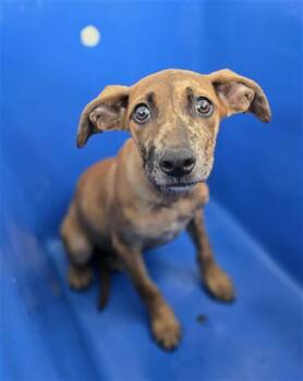 TAFFY -  Mixed Breed Dog for Adoption in Dallas, Texas - TAFFY | PetCurious