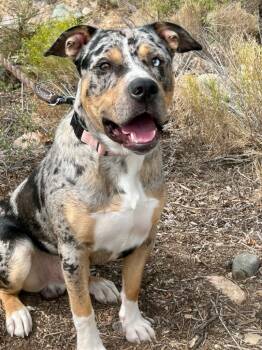 Rescue Catahoula Leopard Dog Dogs for Adoption in Cottonwood, Arizona - Catan | PetCurious