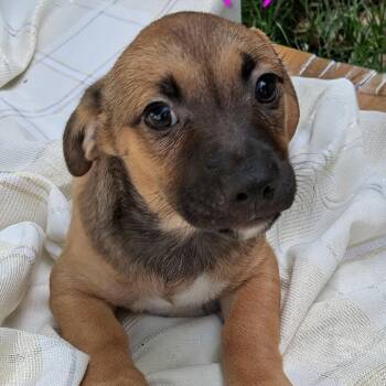 Retriever Dogs Available for Adoption in Austin, Texas - Mint MW | PetCurious