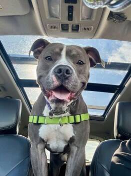 Rescue Pit Bull Terrier Dogs for Adoption in Oregon, Ohio - Korg | PetCurious