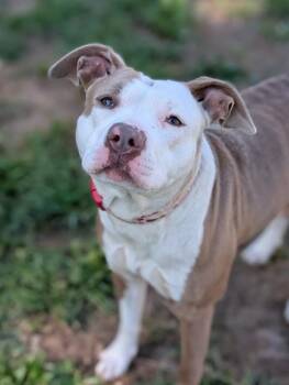Pit Bull Terrier and Mixed Breed Dogs Available for Adoption in Sacramento, California - BETTY BOOP | PetCurious