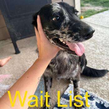 Jolene (Joe) -  Labrador Retriever and Australian Shepherd Dog for Adoption in Livingston, Texas - Jolene (Joe) | PetCurious