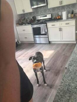 Daisy Mae -  Pit Bull Terrier Dog for Adoption in Indianapolis, Indiana - Daisy Mae | PetCurious